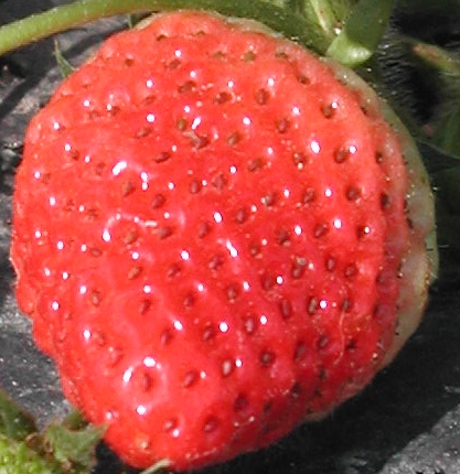 FRUTO DE MORANGO TUDLA, VARIEDADE CALIFORNIA, NO MODIFICADO GENETICAMENTE, NOTE QUE A COR  FIRME EM ALTO RENDIMENTO DE REFLEXO DE LUZ - ACENTUADO TEOR DE VITAMINA C. - SEM ADUBAO ORGNICA OU QUMICA - EXPERIMENTO. - ST/CG/AM,PQR-RMCTBA-PR-BR, DEZ/2007.